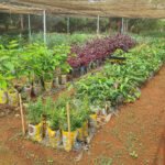 Mudas nativas do Cerrado cultivadas em fazenda na Papuda serão comercializadas