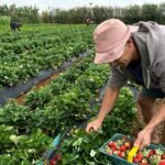 Emater-DF encerra 2024 com mais de 167 mil atendimentos e impulsiona a agricultura no DF