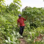 Mais de 300 produtores rurais do DF são certificados para produção orgânica