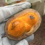 Coleta de sementes preserva a biodiversidade do Cerrado