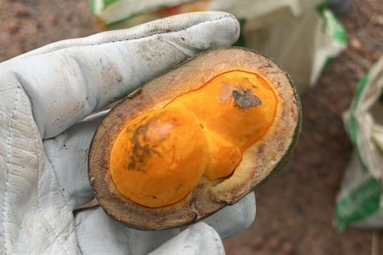 Coleta de sementes preserva a biodiversidade do Cerrado