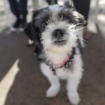 Evento com foco na proteção de animais será realizado no Parque da Cidade