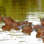 Projeto vai estudar população de capivaras do Distrito Federal ao longo de três anos