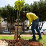 Mais verde e urbanizado, Sol Nascente/Pôr do Sol recebe mudas de árvores em diferentes pontos da cidade