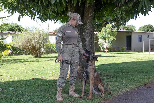 23/01/2025 - Referência nacional, BPCães da PMDF apreendeu cerca de 400 kg de substâncias ilícitas em 2024