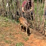 Parceria entre órgãos ambientais investe nos cuidados com a fauna silvestre