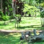 Unidades de conservação ambiental são objeto de pesquisa da UnB