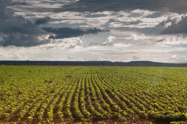 Produtor rural tem até dia 17 de janeiro cadastrar lavoura de soja em Goiás