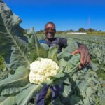 Investimento de R$ 44 milhões em programas de aquisição de alimentos fortalece agricultura familiar e segurança alimentar