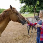 Aumento de apreensões de animais de grande porte reforça cuidado do GDF com equinos e bovinos vítimas de maus-tratos