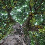 Frutas ao alcance: Programa de arborização do DF muda a relação entre a população e as áreas verdes