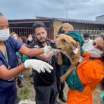 Operação conjunta do GDF resgata cerca de 100 cães em condições insalubres em residência na Candangolândia