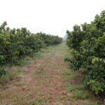 GDF concedeu R$ 10 milhões em créditos rurais a produtores e agricultores familiares