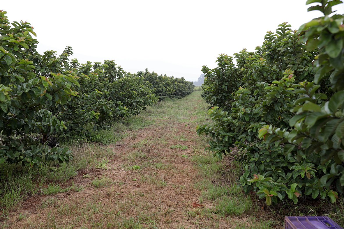 GDF concedeu R$ 10 milhões em créditos rurais a produtores e agricultores familiares