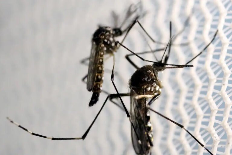 Combate à dengue é reforçado com apoio dos conselhos comunitários de segurança