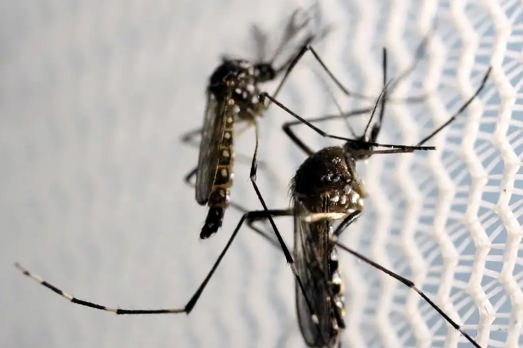 Combate à dengue é reforçado com apoio dos conselhos comunitários de segurança
