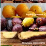 Cagaita, baru, murici, araticum… Projeto do DF pesquisa potencial de frutos do Cerrado