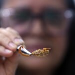 Acidentes com animais peçonhentos aumentam quase 12% no Distrito Federal, em 2024