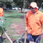 Distrito Federal teve mais de 96 mil intervenções em árvores em um ano