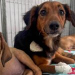 População pode fazer doações para ajudar cachorros resgatados em condições de maus-tratos na Candangolândia