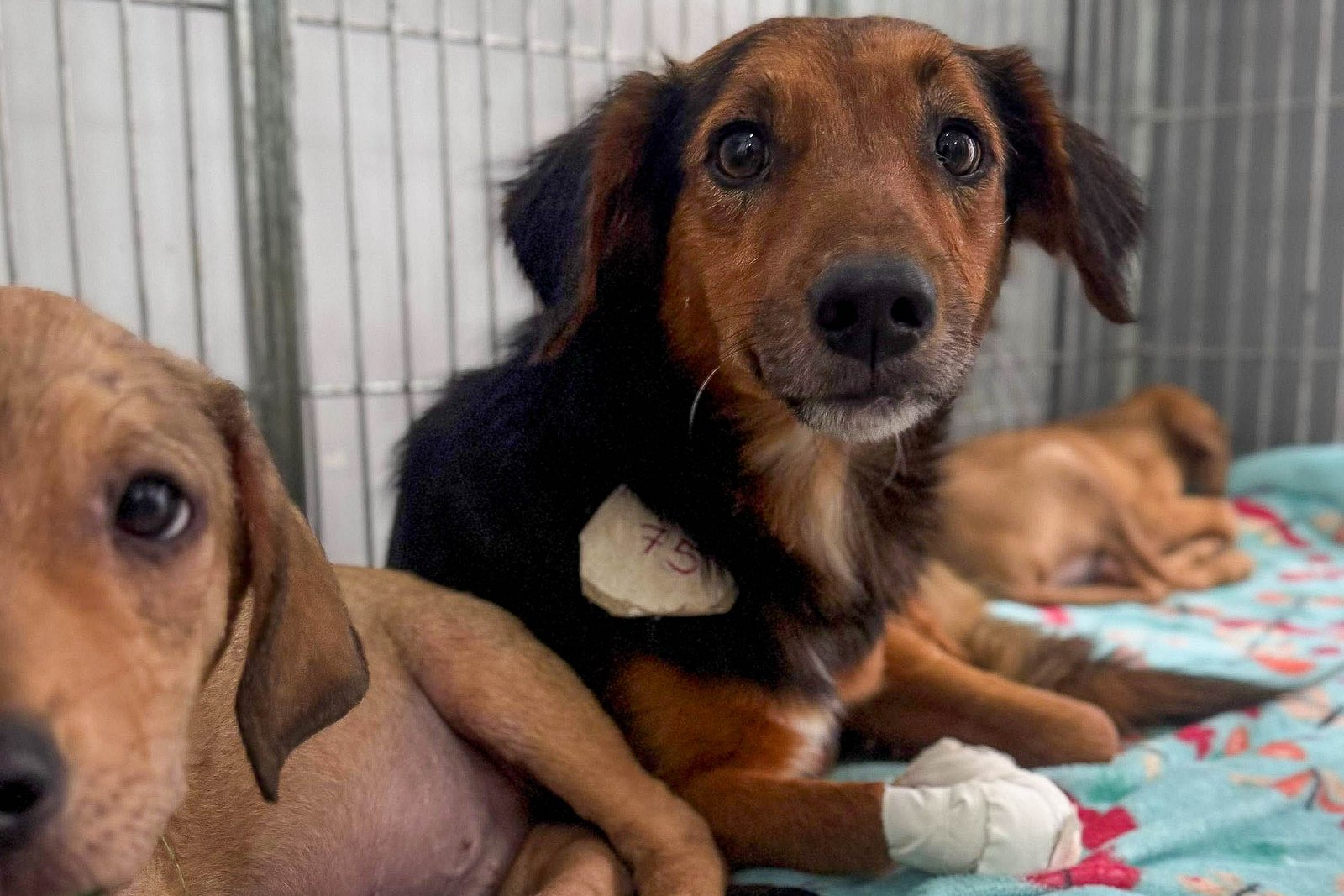 População pode fazer doações para ajudar cachorros resgatados em condições de maus-tratos na Candangolândia