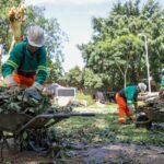 Equipes do GDF fazem ações emergenciais de cortes e podas de árvores após fortes chuvas