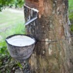 Pesquisa do DF usa látex e luz de LED em tratamento de doenças vasculares