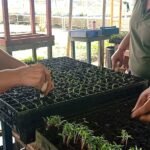 Trabalho em viveiros ajuda a transformar a vida de mulheres em processo de ressocialização