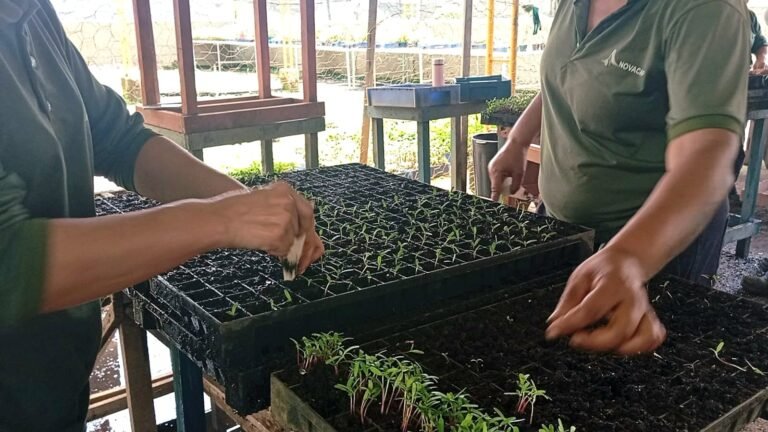 Trabalho em viveiros ajuda a transformar a vida de mulheres em processo de ressocialização