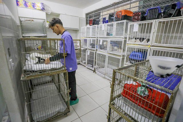 11/02/2025 - Programa de castração do GDF já atendeu mais de 700 animais em fevereiro