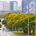 Cambuís abrem o calendário de floração de árvores do DF