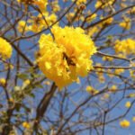 Resolução define regras para a 5ª Conferência Distrital do Meio Ambiente