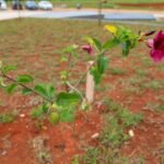 Drenar DF: Concluído plantio de árvores e arbustos no Parque Urbano Internacional da Paz