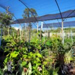 Curso gratuito ensina a comunidade a criar e cuidar de viveiros