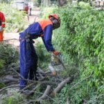 Saiba como e quando solicitar poda de árvores ao GDF