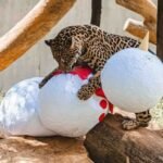 Zoo comemora Carnaval com enriquecimentos ambientais temáticos abertos ao público