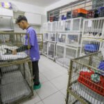 Programa de castração do GDF já atendeu mais de 700 animais em fevereiro