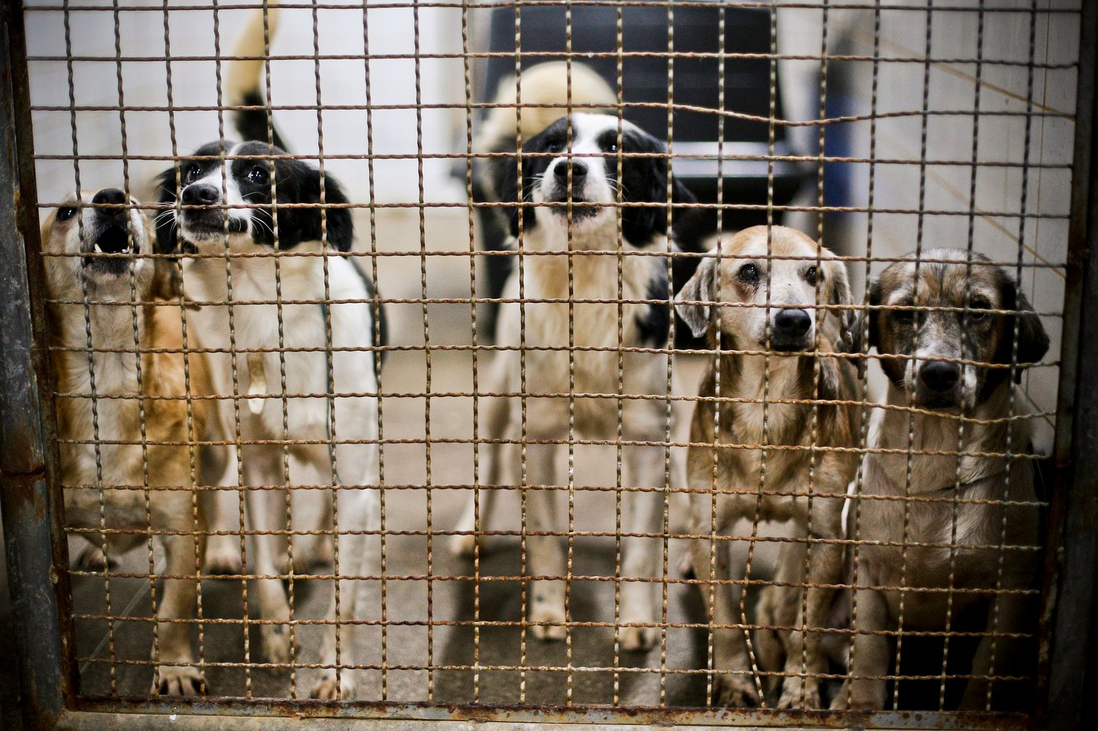 Iniciativa promove conscientização sobre bem-estar animal em escola da Estrutural