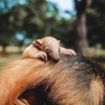 Nascimento de tamanduá-mirim no Zoo reforça engajamento na conservação
