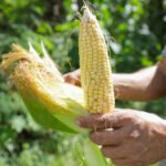 Horta comunitária tem função pedagógica e terapêutica no Centro de Ensino Especial 2