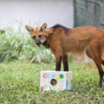 Alimentação surpresa para animais diverte visitantes do Zoológico de Brasília