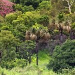 Brasília Ambiental promove consulta pública sobre a criação do Parque Pirá-Brasília