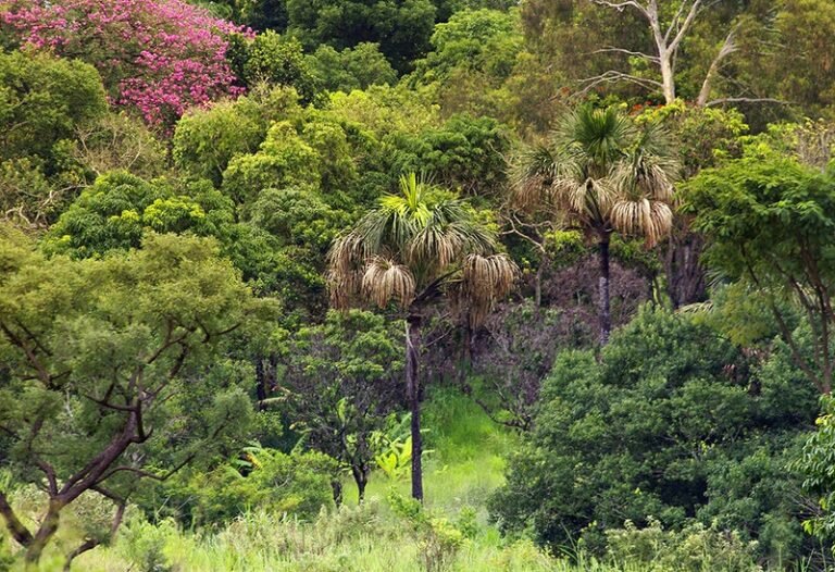 Brasília Ambiental promove consulta pública sobre a criação do Parque Pirá-Brasília