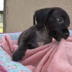 Feirinha de adoção neste sábado (15) busca famílias para pets