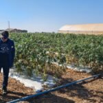 Com o uso de tecnologias, novas variedades de mandioca podem chegar a produzir 64 kg por hectare