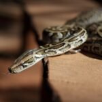 Inscrições para o Zoo Noturno serão abertas na sexta-feira (4)