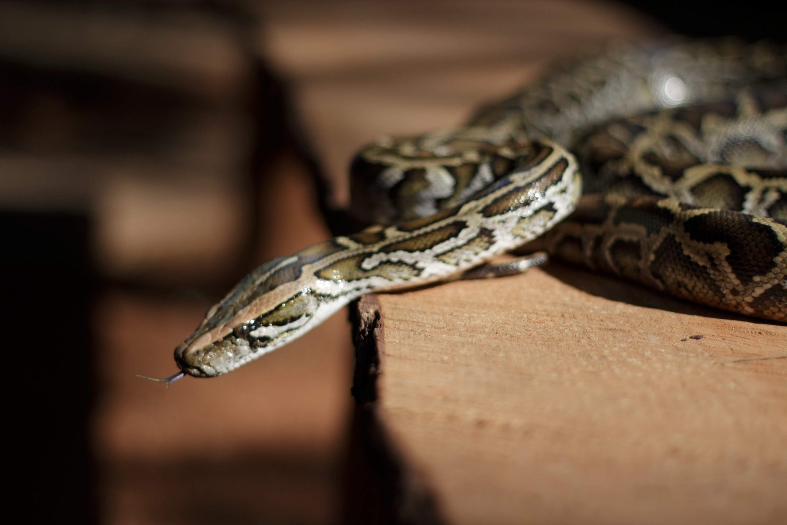 Inscrições para o Zoo Noturno serão abertas na sexta-feira (4)
