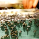 Saiba o que fazer se for picado por escorpião ou abelhas