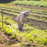 Governo do DF encaminha projeto de lei para regularizar terras urbanas com características rurais