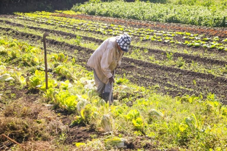 Governo do DF encaminha projeto de lei para regularizar terras urbanas com características rurais